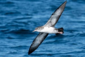 pink-footed sheerwater seabird