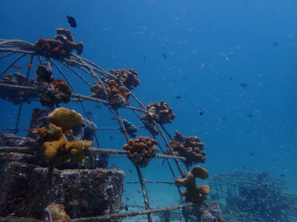 To Grow Coral Reefs, Get Them Buzzed