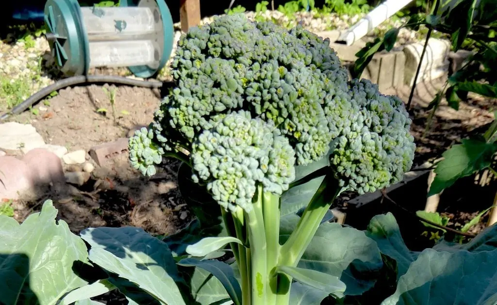 Solstice broccoli
