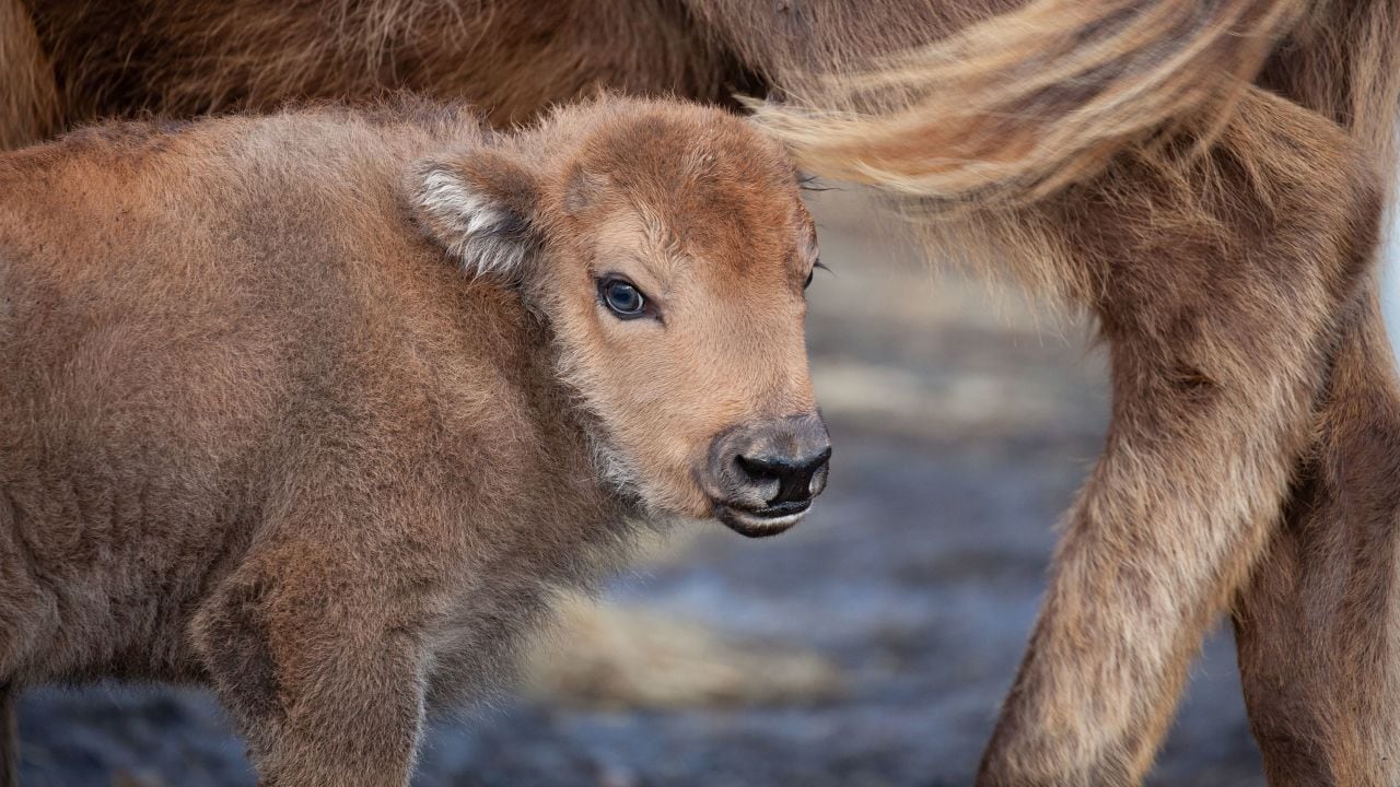 Baby bison in UK