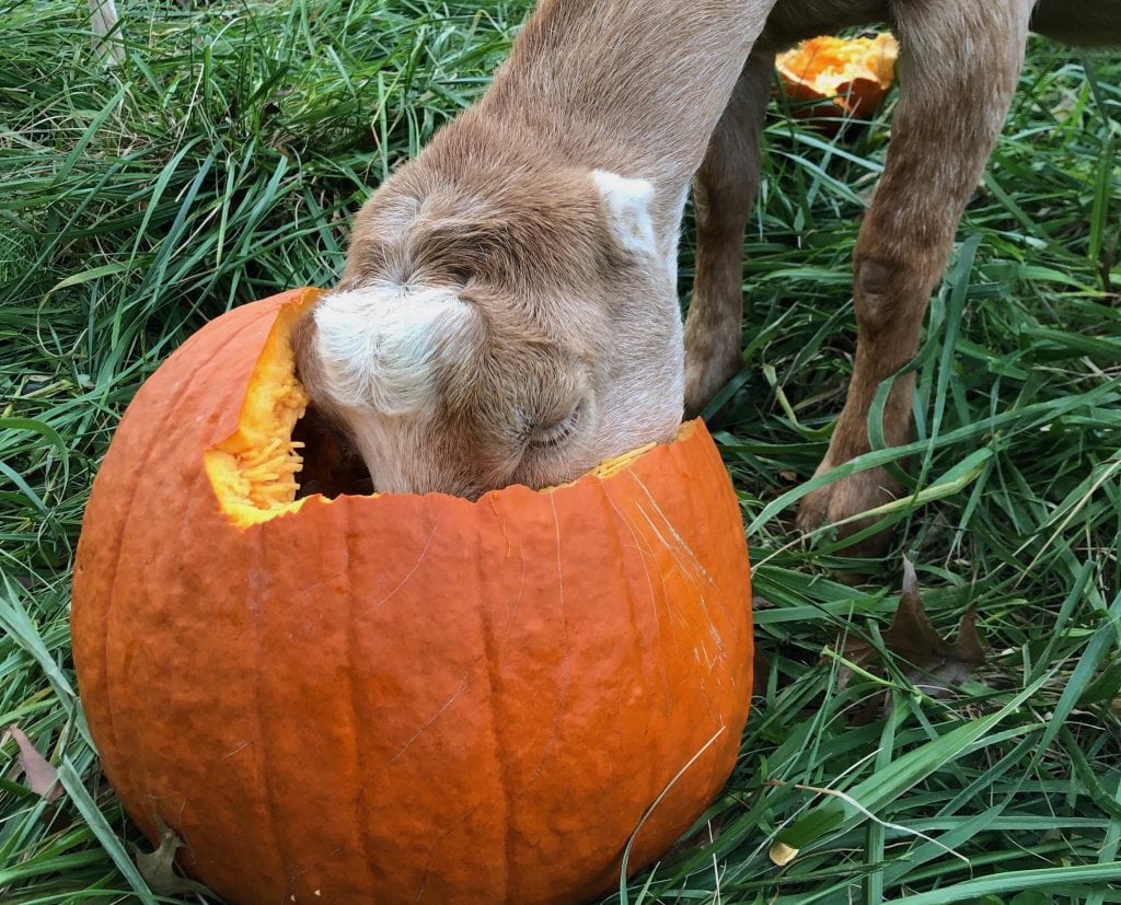 Goat eating pumpkin