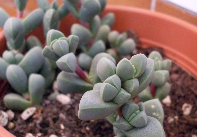 Succulent Corpuscularia lehmannii