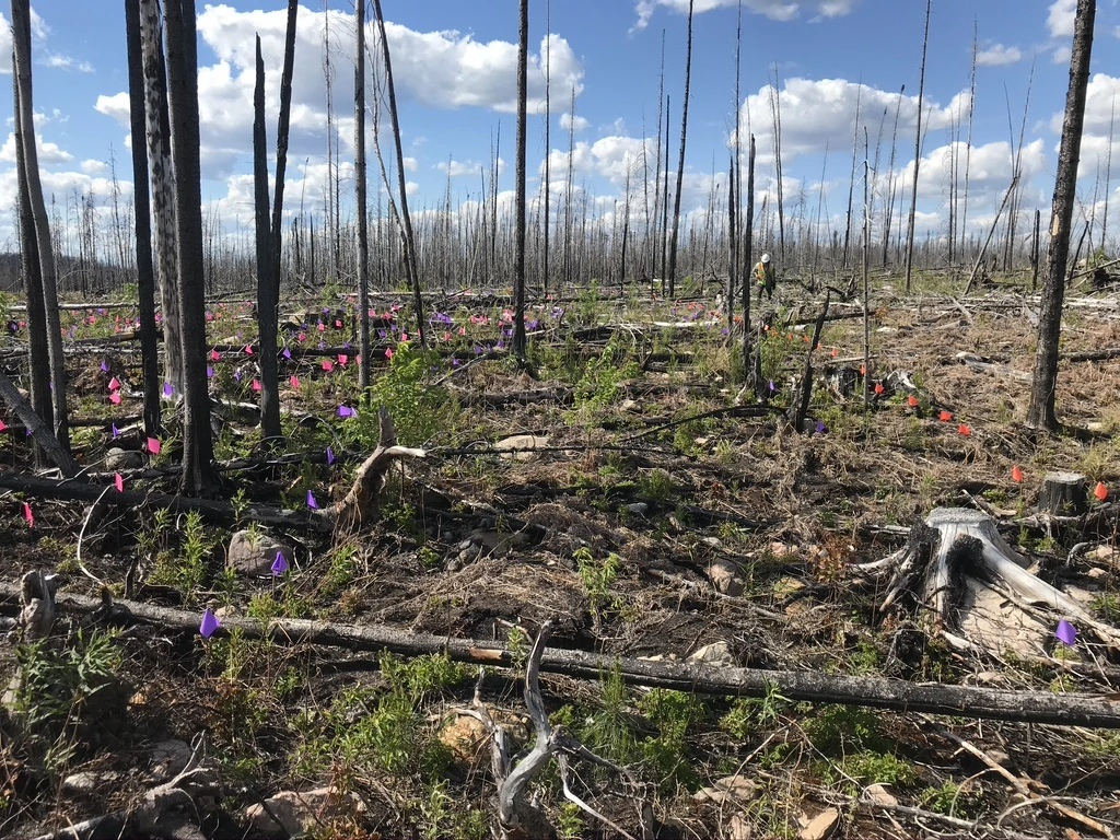 Flash Forest Ontario planting