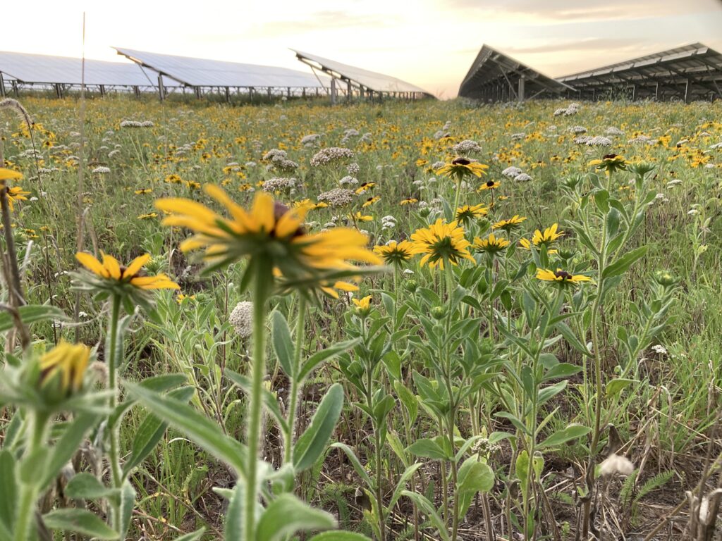 black-eyed Susans at solar array