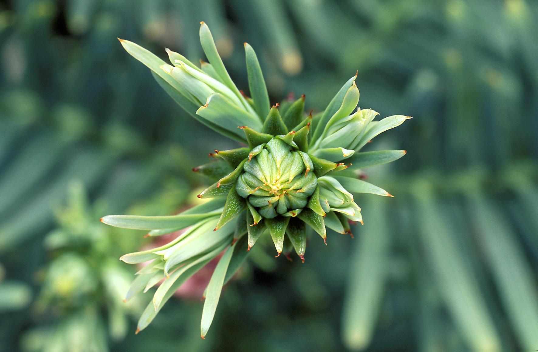 Wollemi pine baby cone