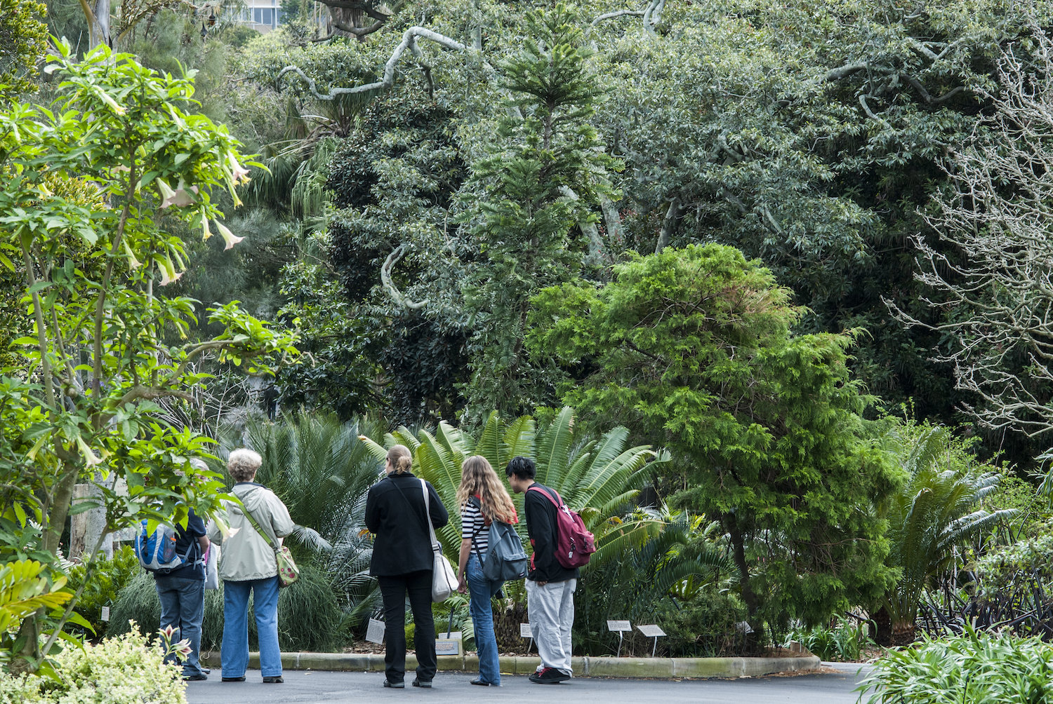 Wollemi pines in Sydney Botanic Gardens