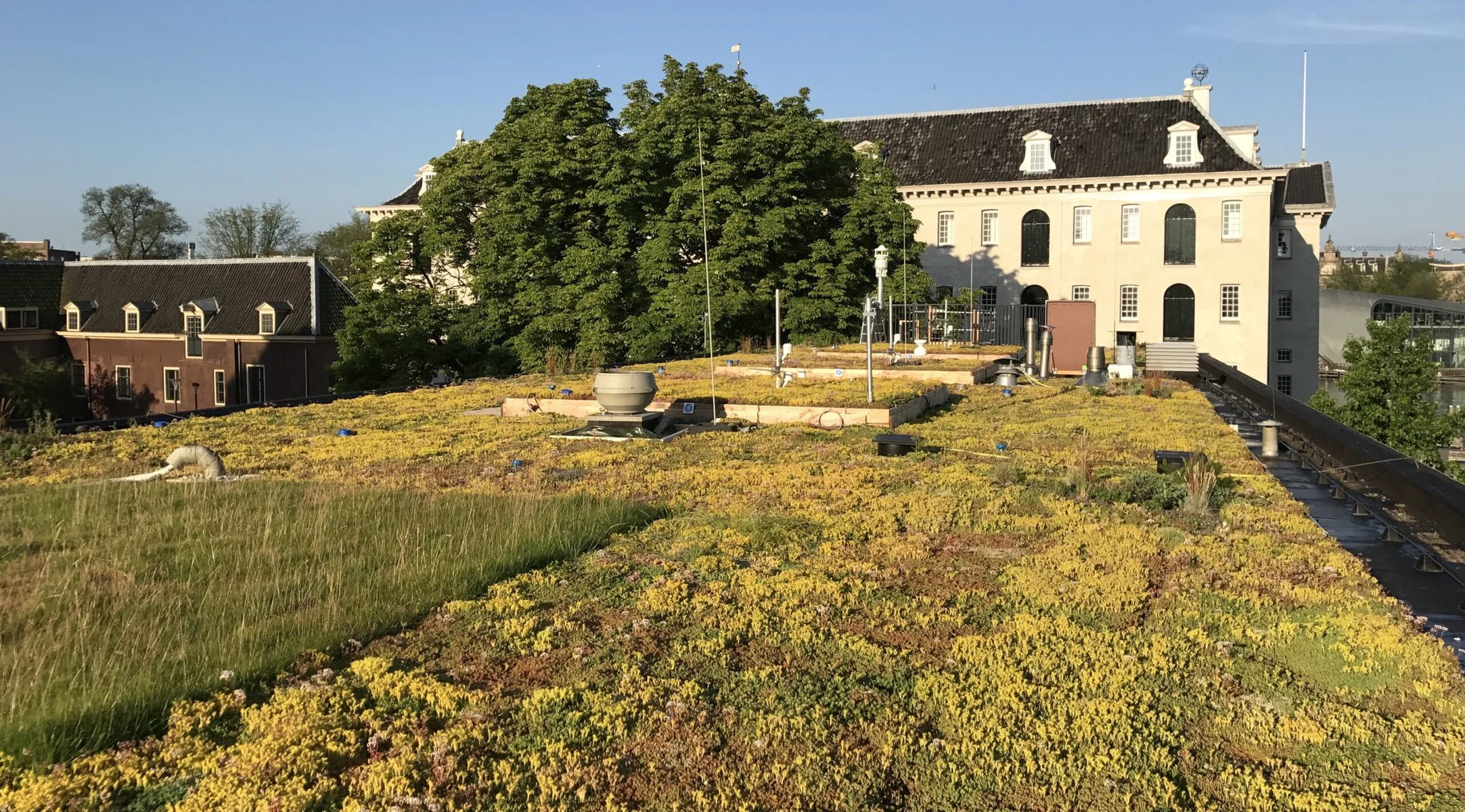 Amsterdam's 'Smart' Blue-Green Roofs Reduce Urban Flooding