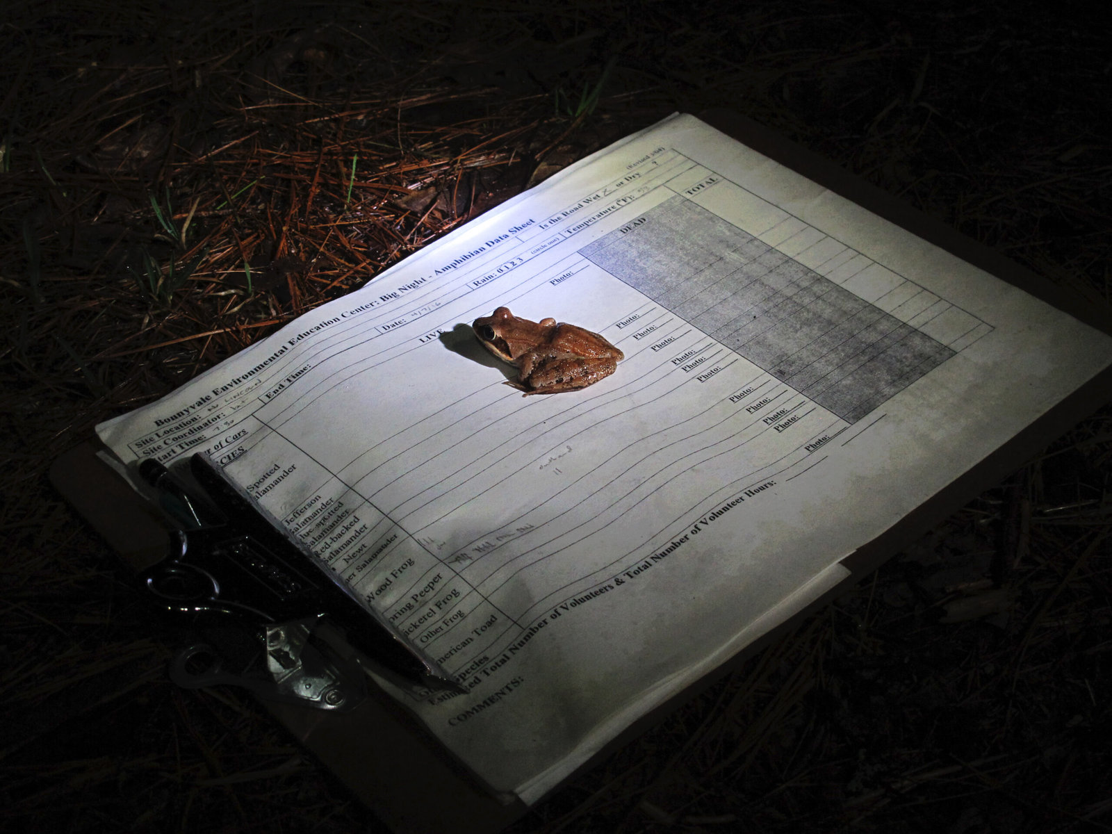 Wood frog on clipboard with data sheet