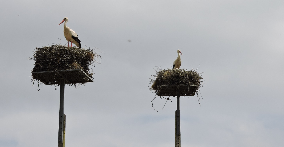 Nation's First Wind Farm Is Awash With Research; Bird Nests Are