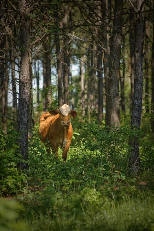 Cattle grazing in a silvopasture.