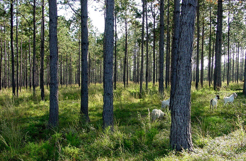 A typical silvopasture field that was developed from a slash pine plantation.