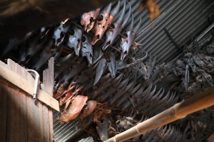 Skulls hang from an Indian home.