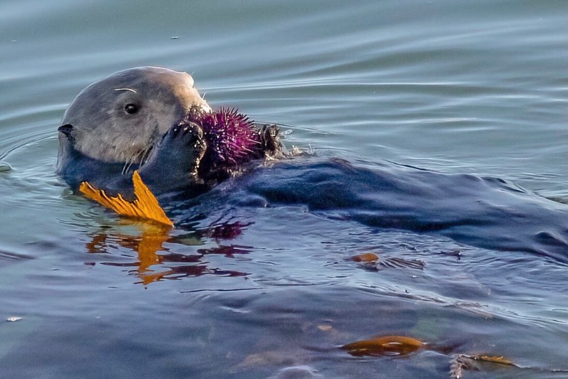 An otter eating a sea urchin