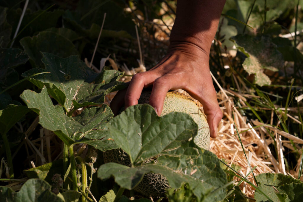 A Thriving Garden at a Former Coal Mine Is Feeding Thousands