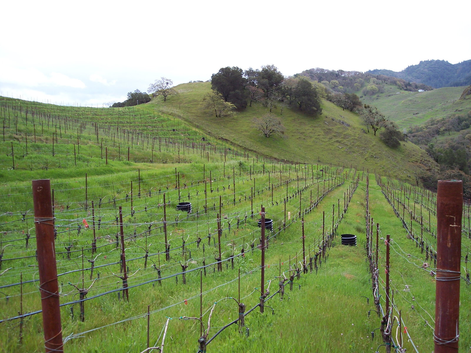 A hillside vineyard planted with cover crops.