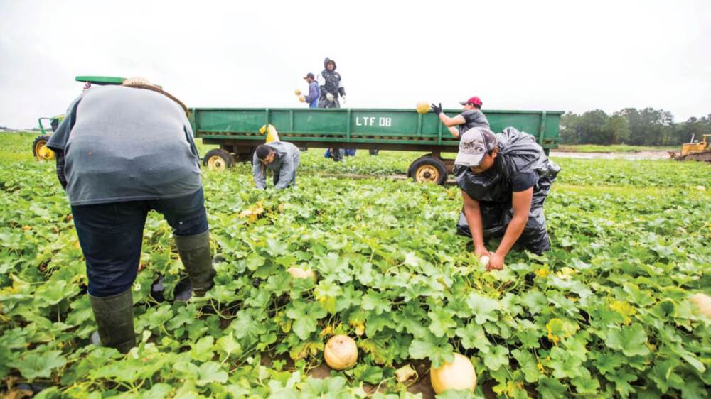 Farmworkers harvesting fruit.