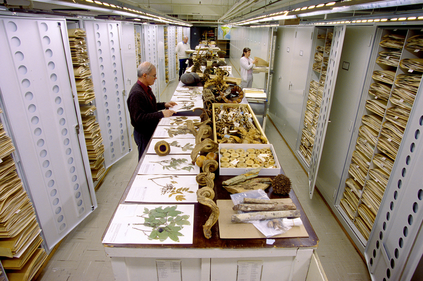 Smithsonian botany collections with workers examining specimens.