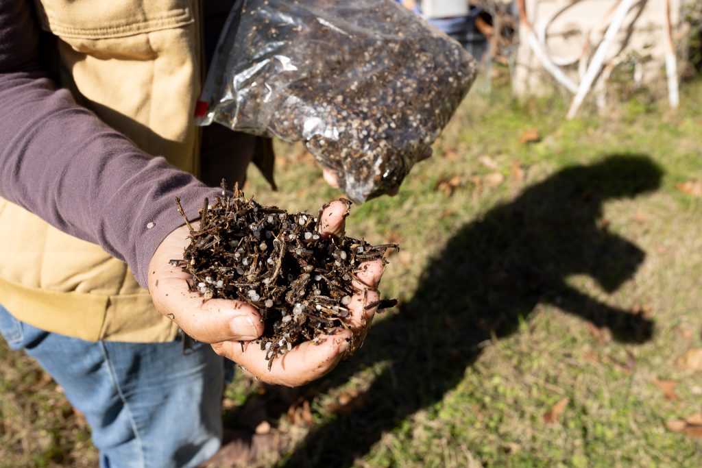 Wilson holds a pile of dirt containing hundreds of nurdles (little pieces of white plastic) found in the Lavaca and San Antonio bays.