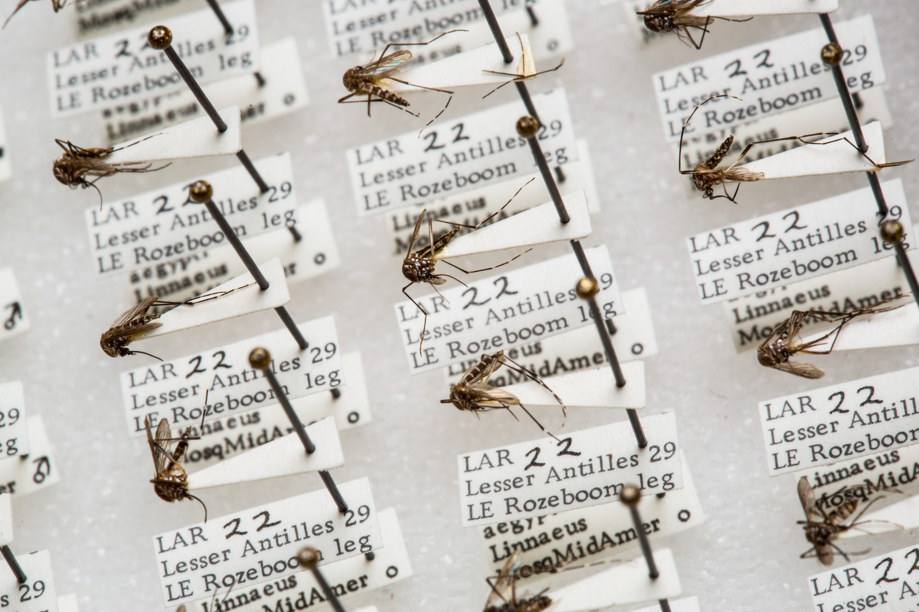 Mosquitoes on a board from a natural history collection.