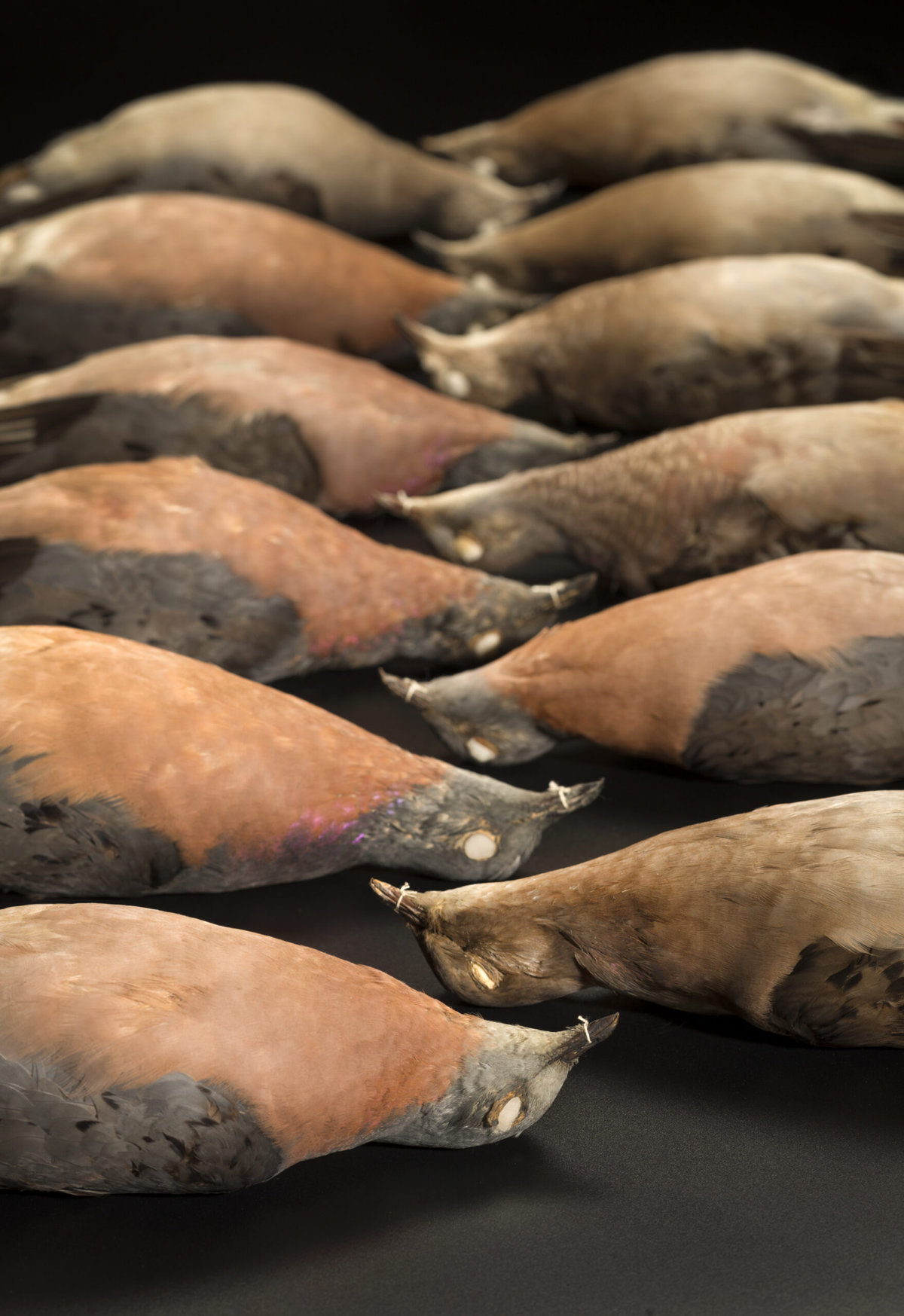 Passenger pigeon specimens.