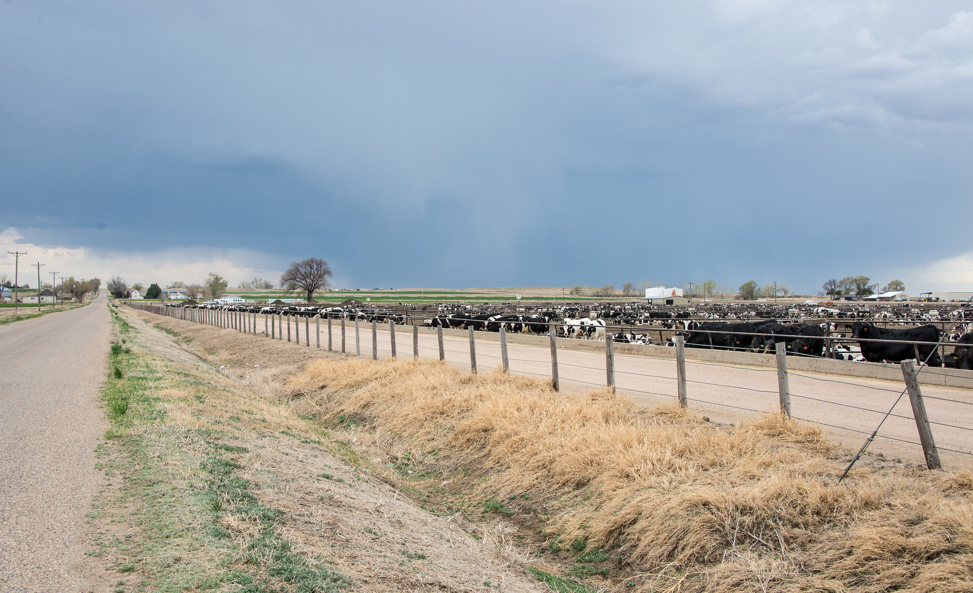 A feed lot in Rocky Ford, Colorado. 