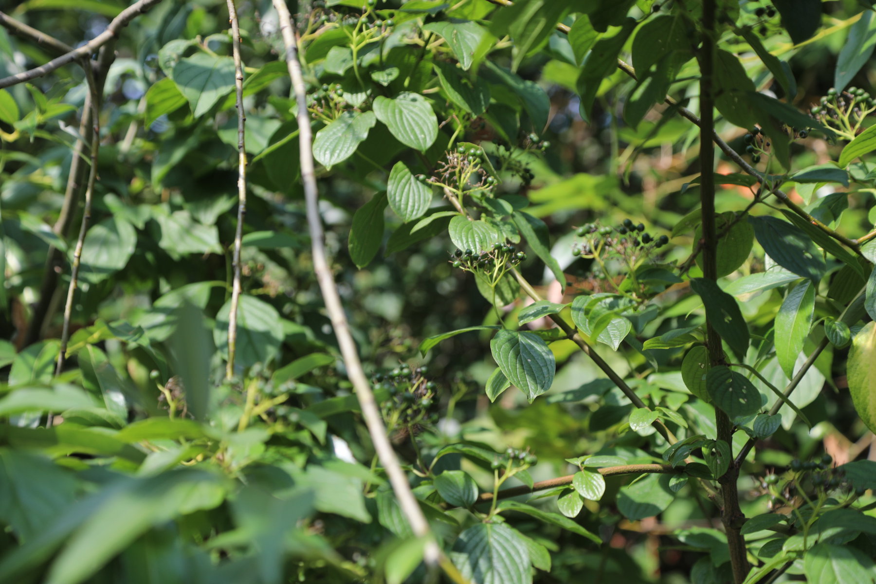 A close view of the green leaves of a plant.