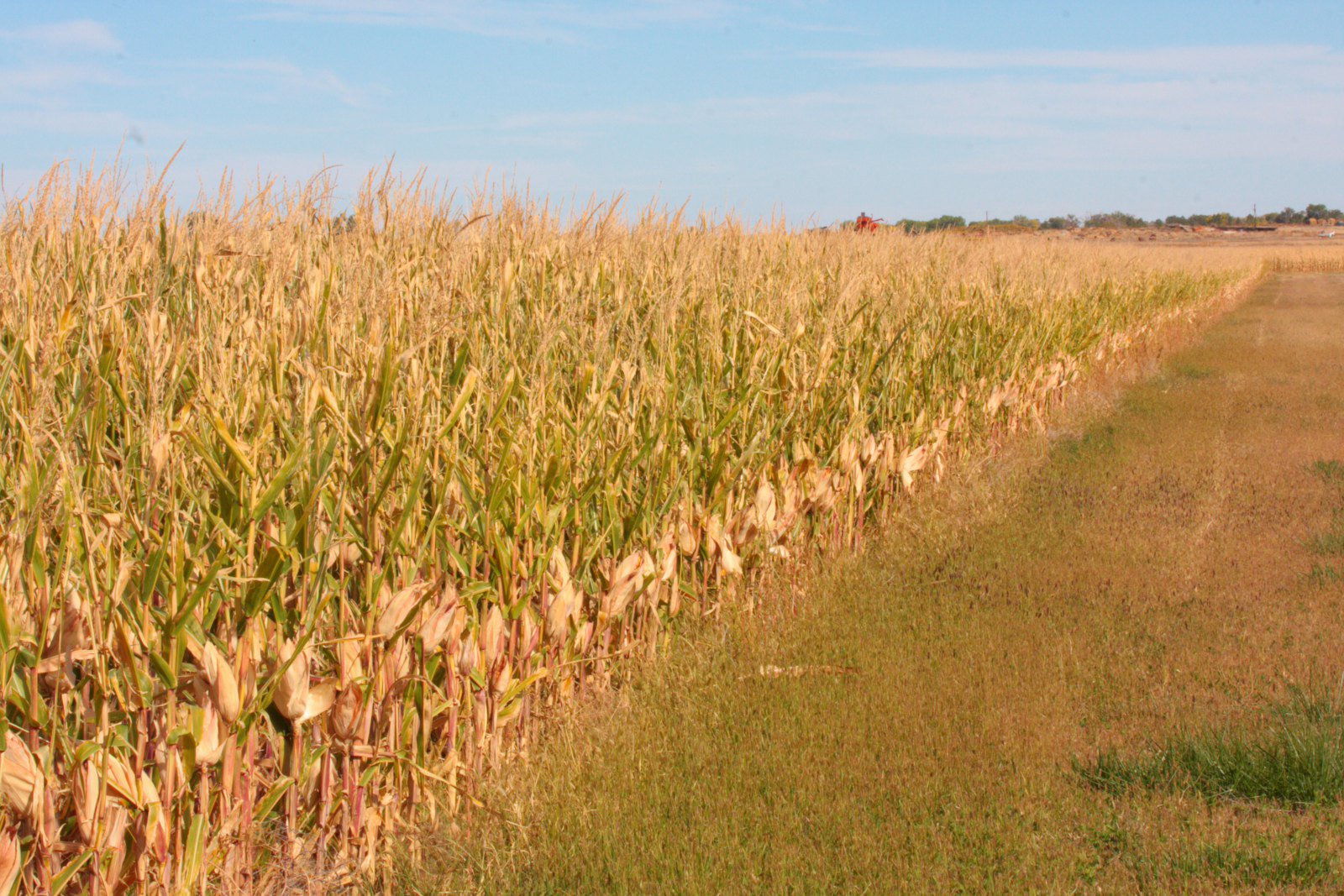 A corn field in Rocky Ford, Colorado. 