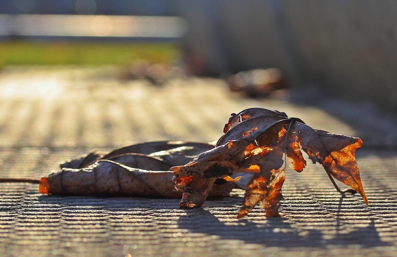 Two fallen leaves on the ground with sun shining through them.