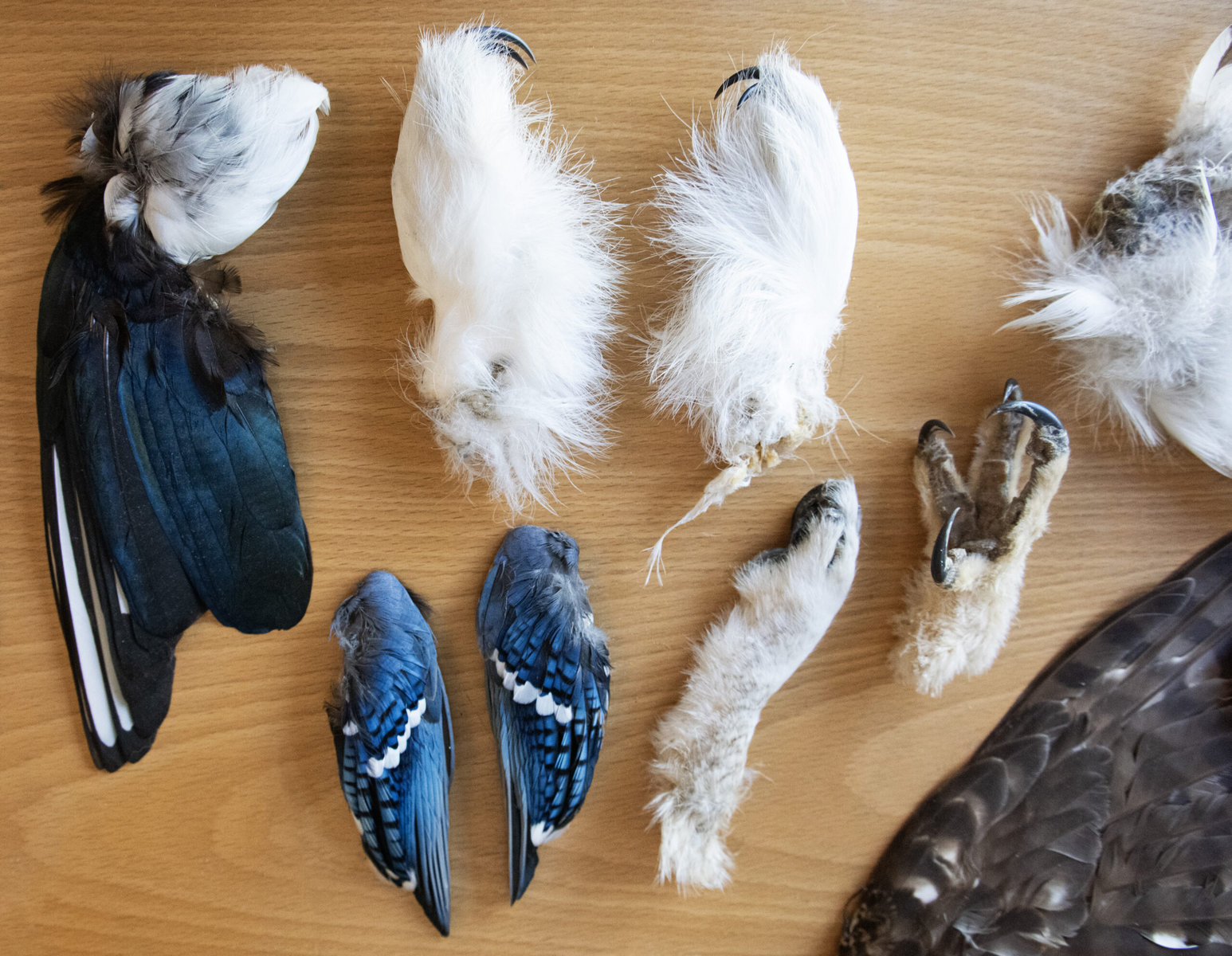 A pair of blue jay wings, a black-billed magpie wing and the densely feathered legs of a snowy owl are displayed on a wooden table.