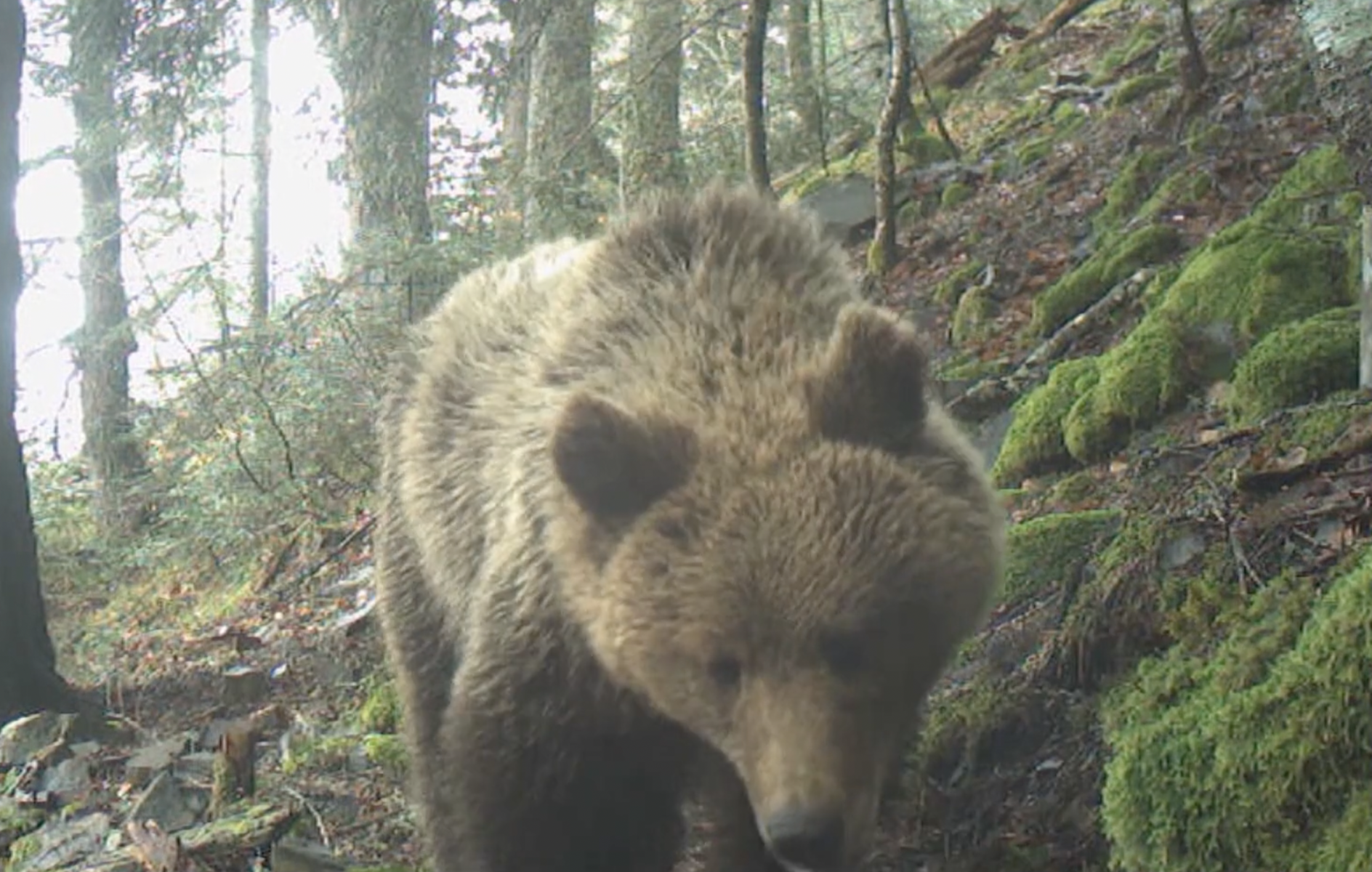 A brown bear in the woods.