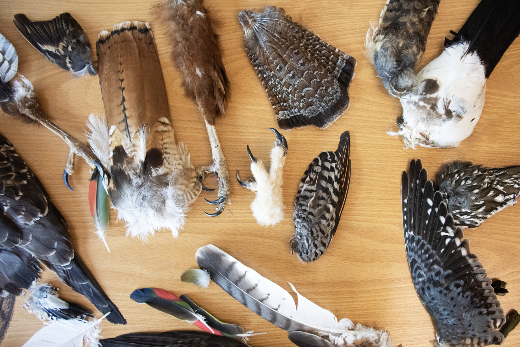 Feathers and bird parts are spread out on a table.