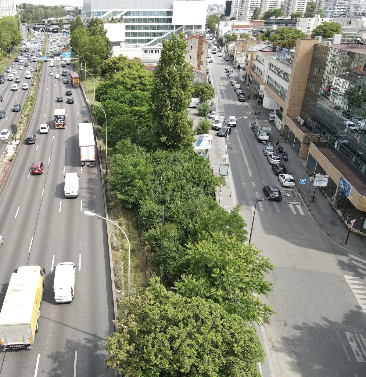 A mini-forest in a city median.