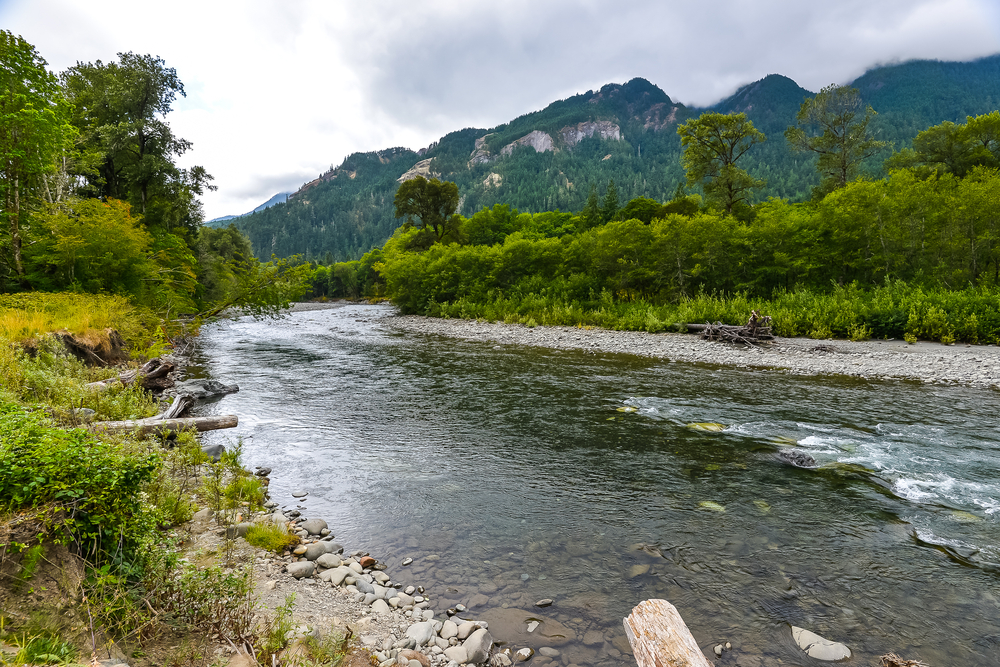 The Elwha River in Olympic National Park with trees alongside and mountains in the background.