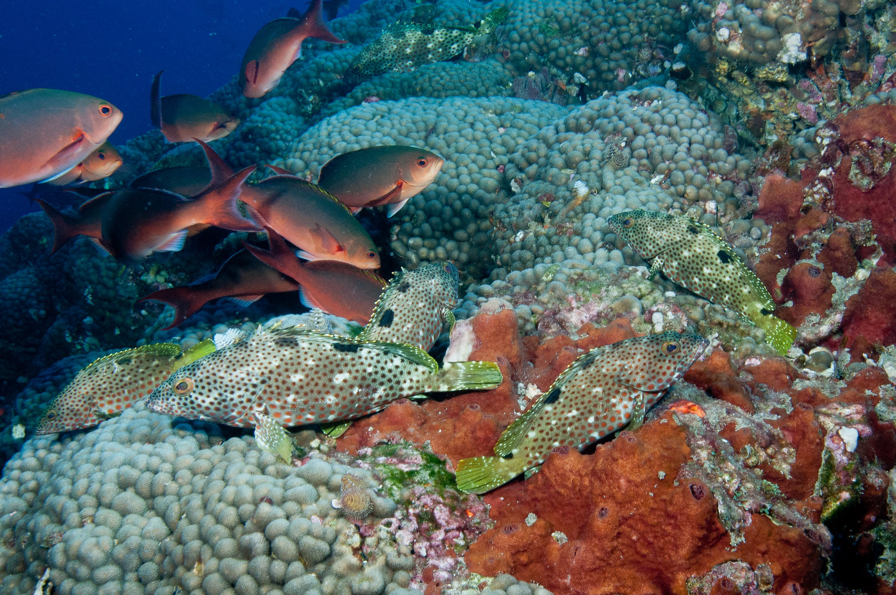 Schools of rockhind and creolefish rest along the reef in Flower Garden Banks National Marine Sanctuary in the Gulf of Mexico.