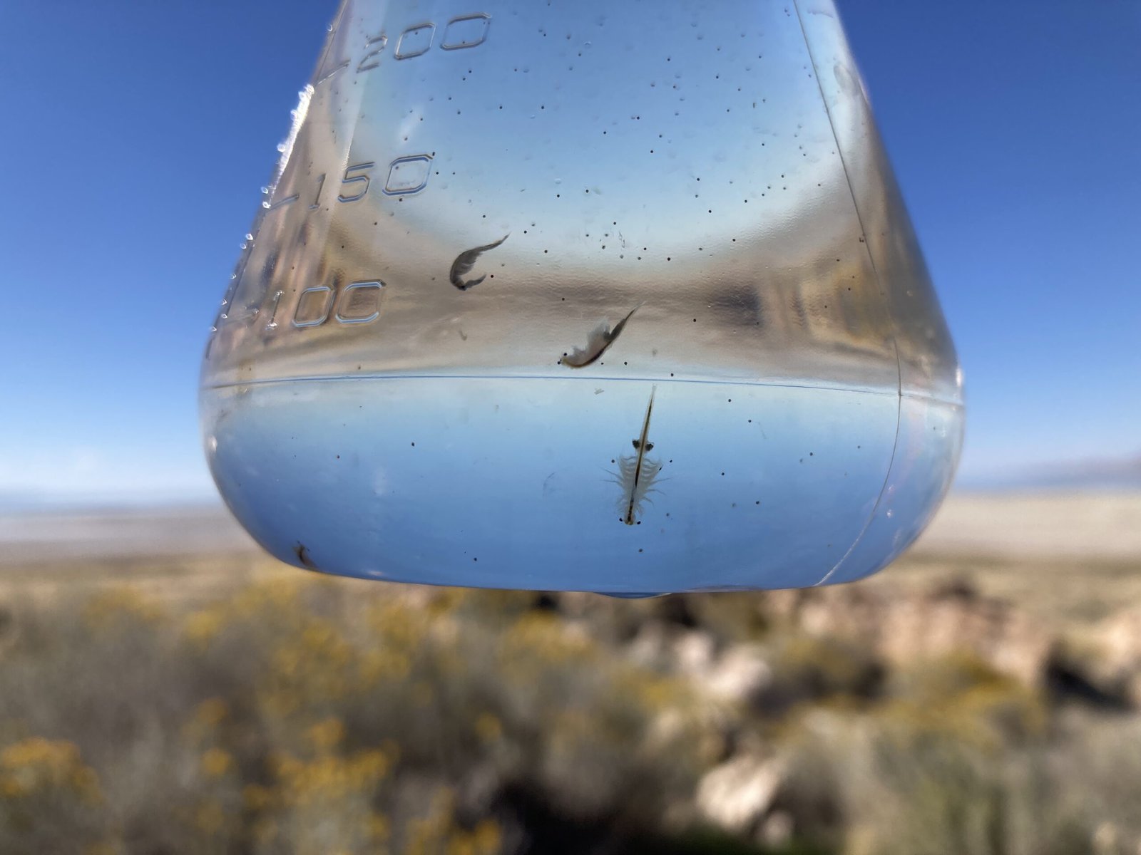Brine shrimp from Great Salt Lake water sample.
