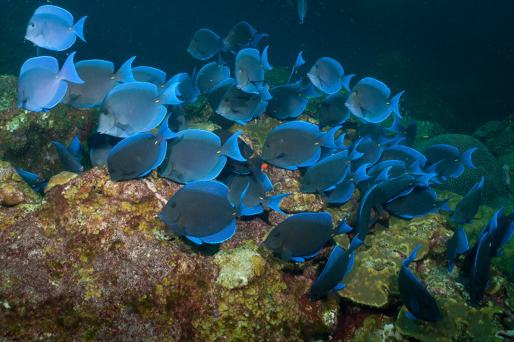 A school of blue tang swim about a reef.