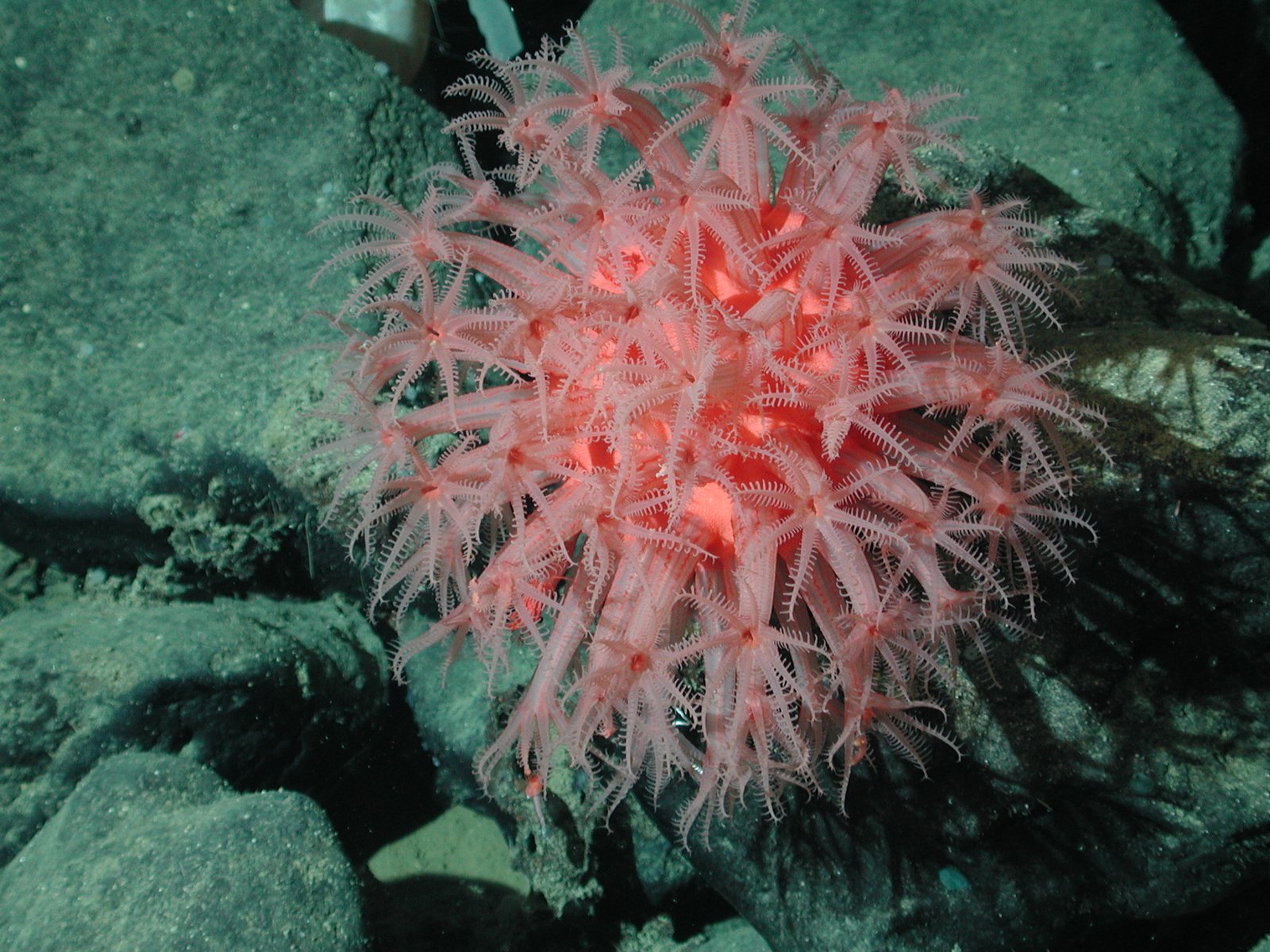 A pink coral.