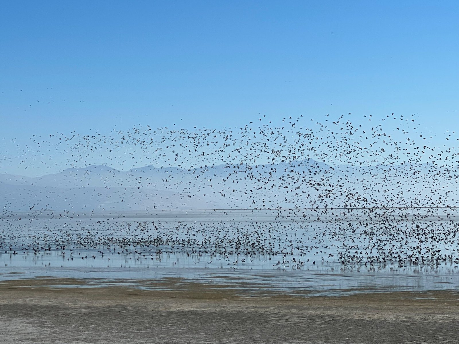 Flocks of birds fly over the Great Salt Lake.
