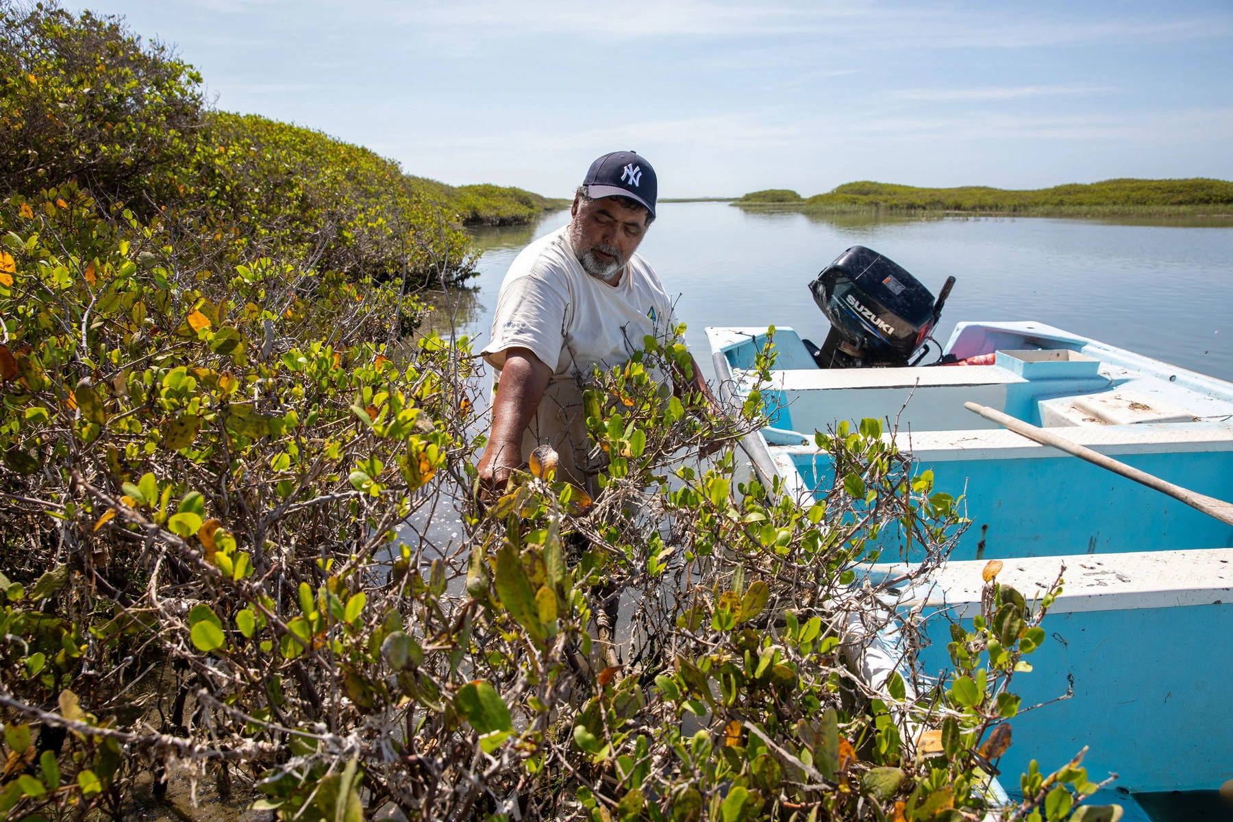 Borbón stops to clean debris off some of the oldest mangroves in the area.