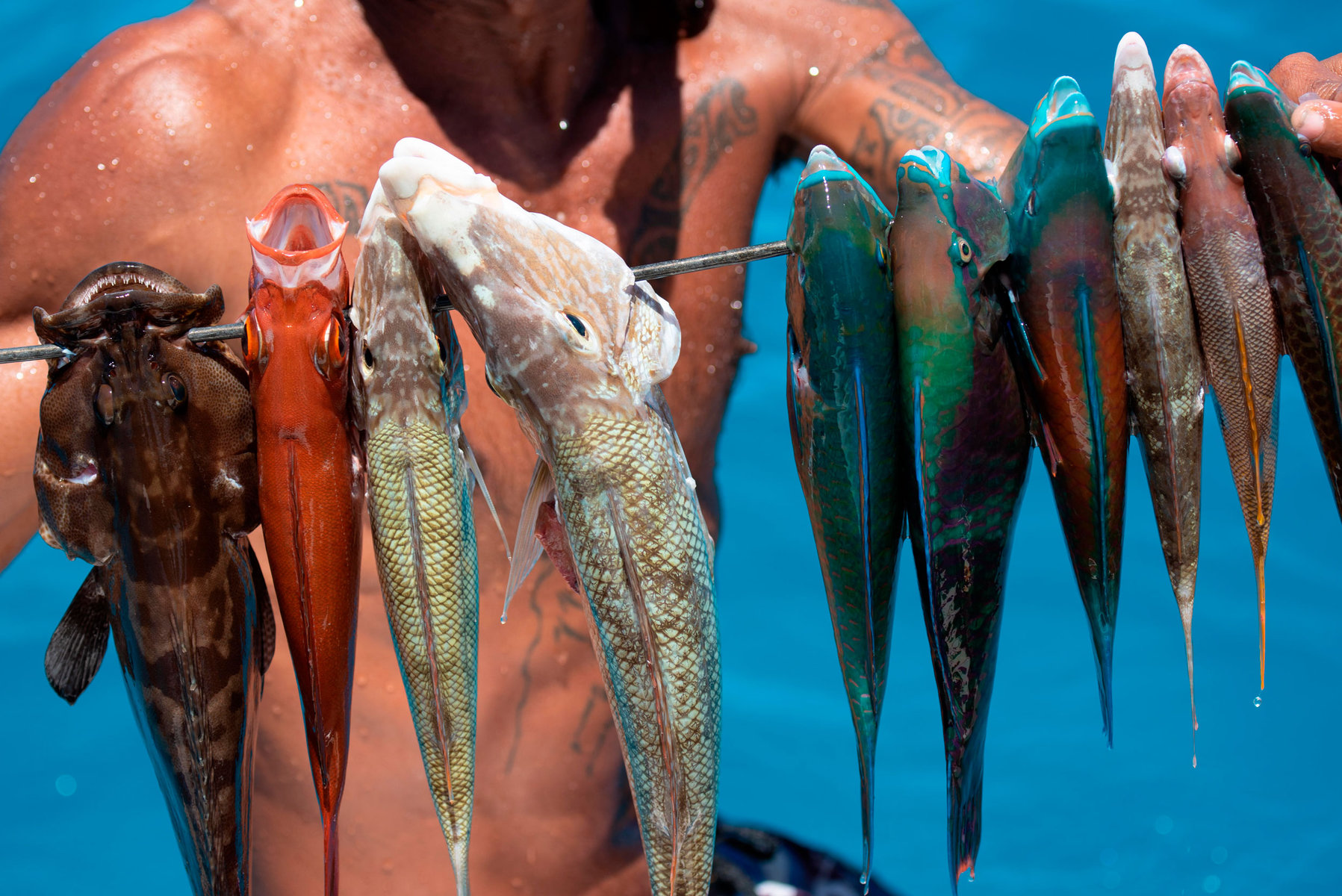 Colorful fish have been caught and hang from a line.