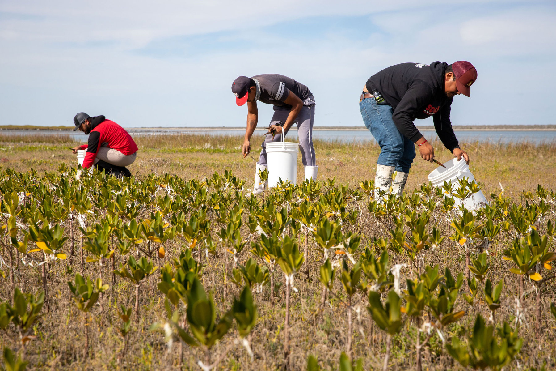 Working as a team, community members of El Delgadito plant new red mangrove propagules alongside one-year-old trees from last season’s work. 