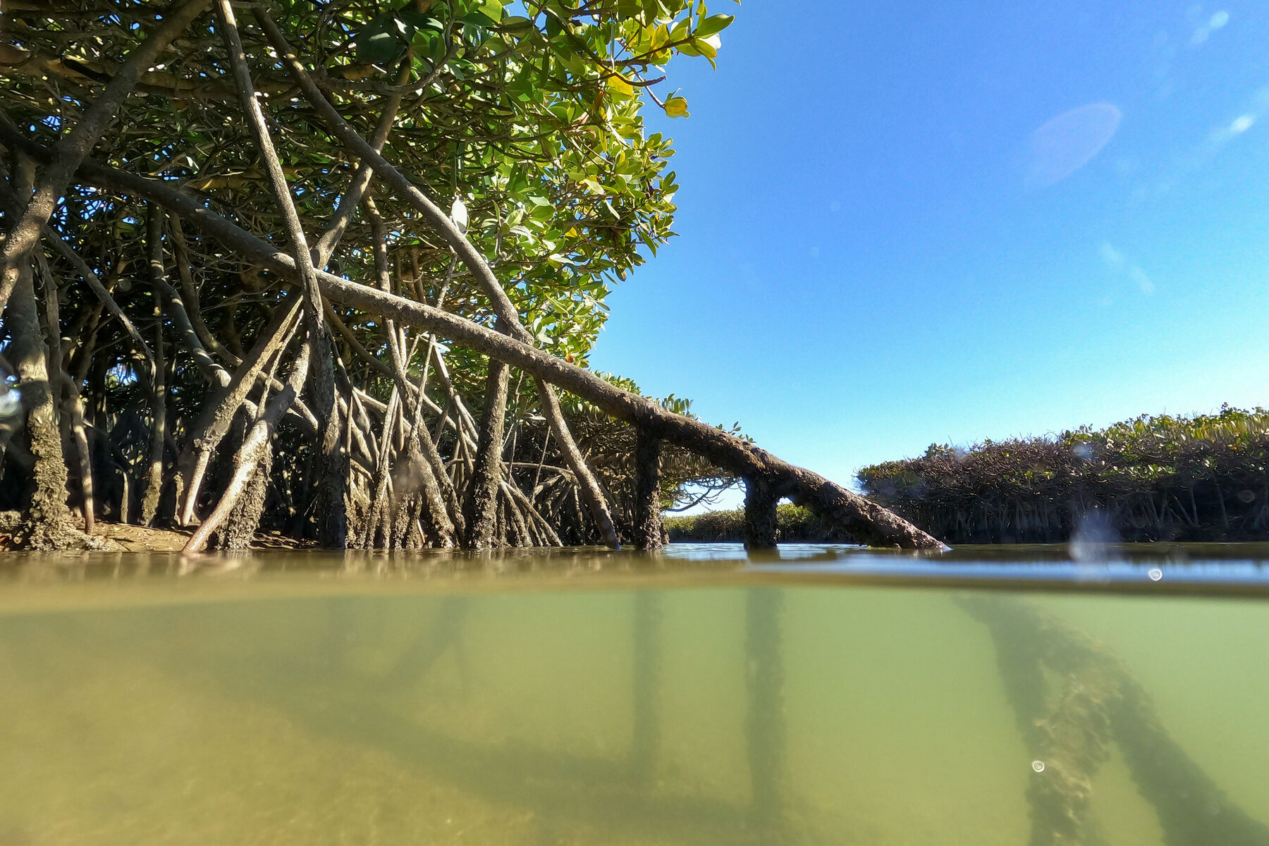 The “prop” roots of the red mangrove. 