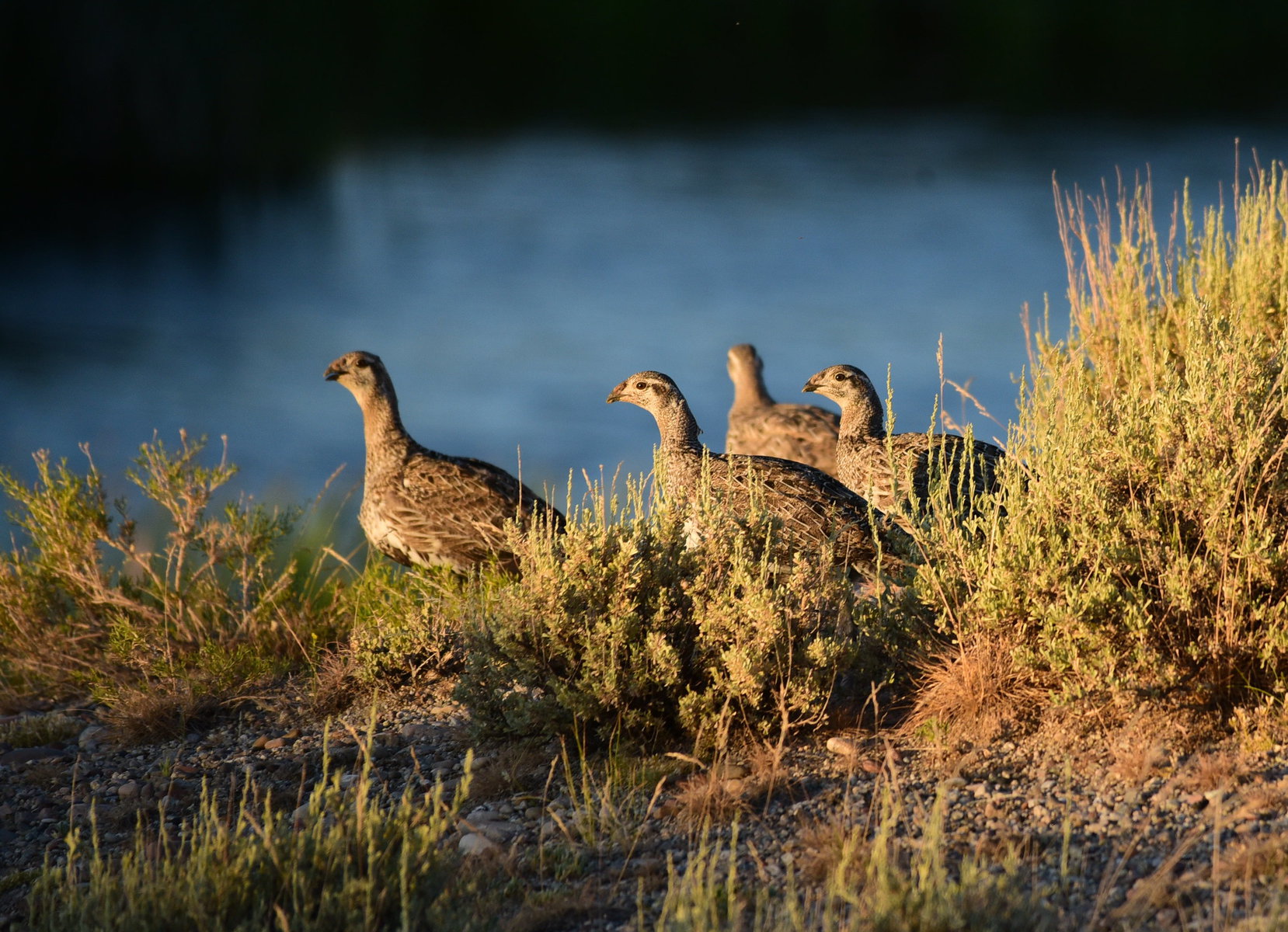 A group of sage grouse in grass.