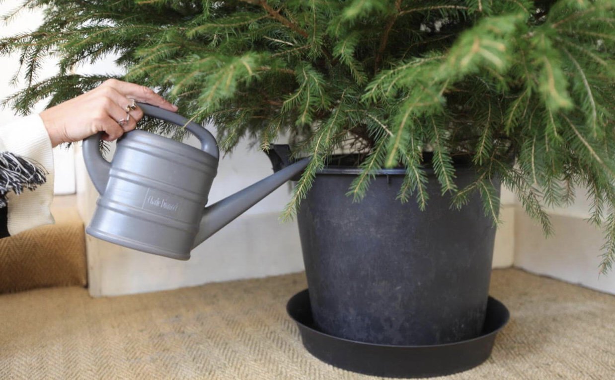 A tree in a pot being watered.