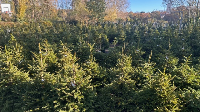 Trees at London Christmas Tree Rental's pick-up site in Dulwich. 