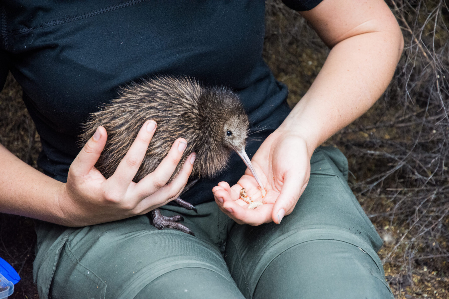 A baby kiwi being nursed in an avian nursery.