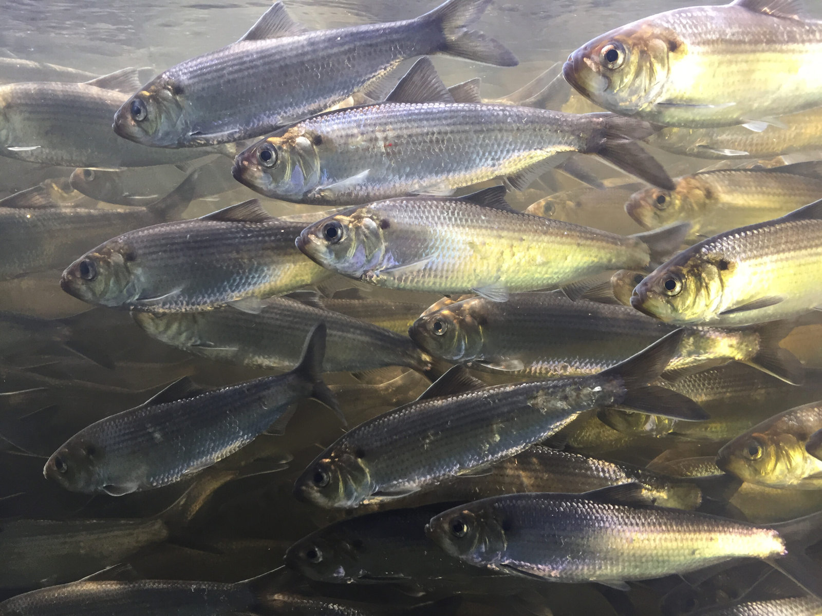 Alewives, a group of silver fish swimming.