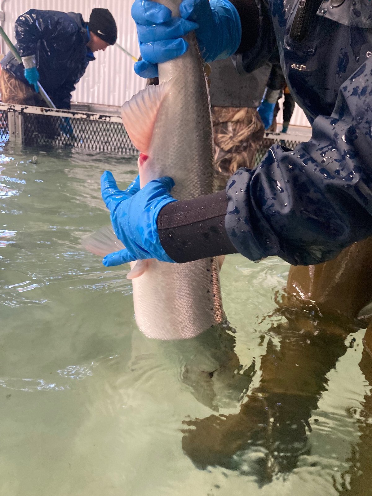 A pregnant salmon at the hatchery is held up for inspection.