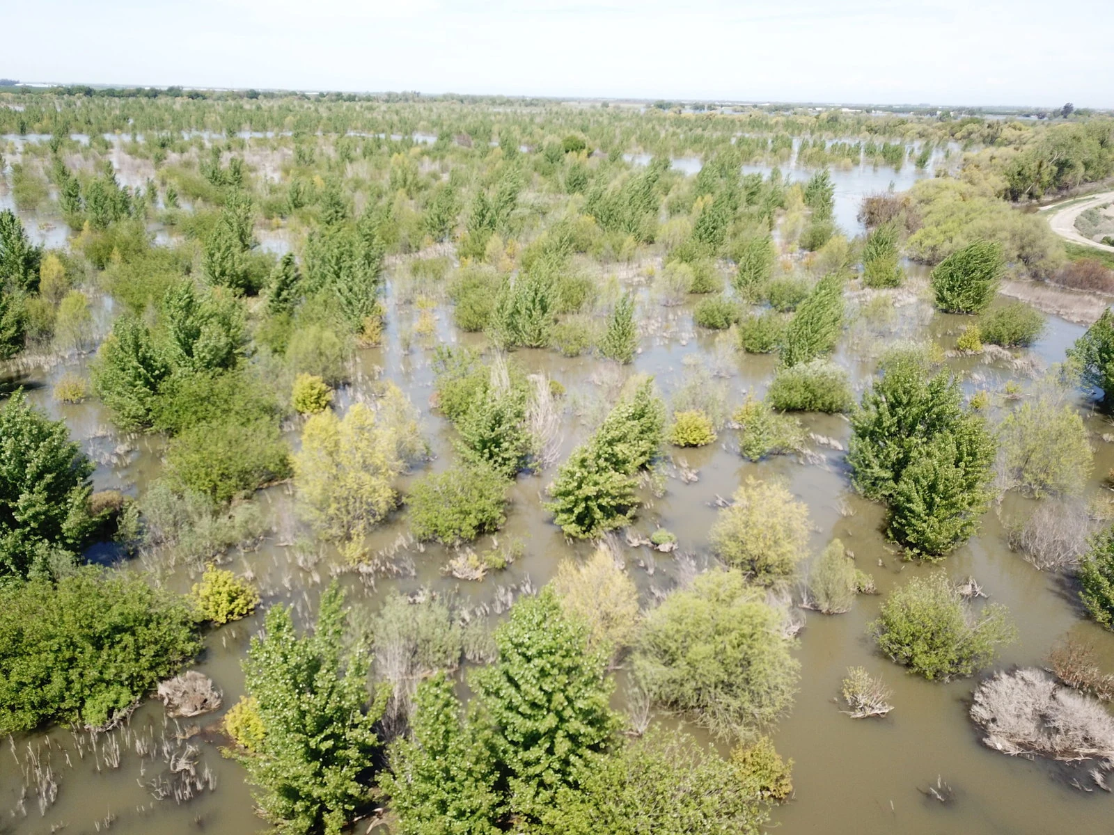 Dos Rios flooding with plants visible in the water.