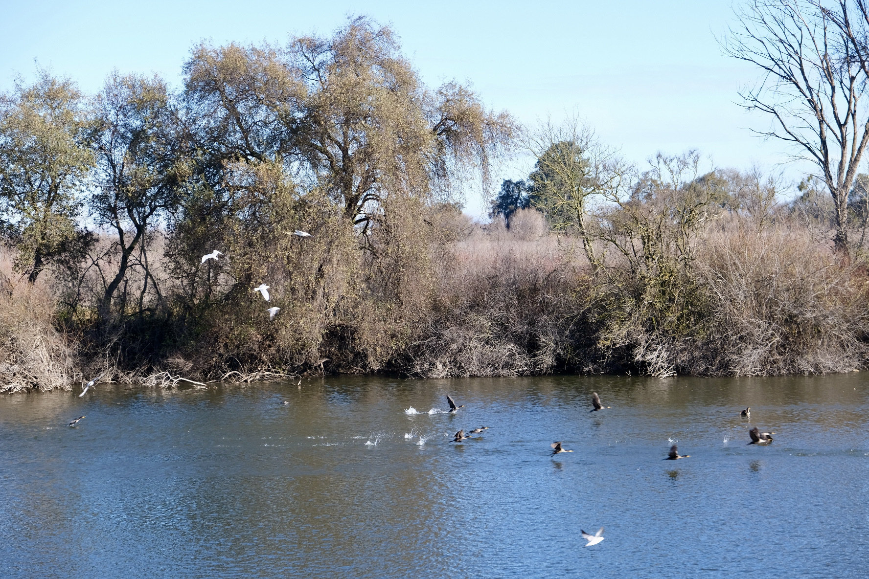 A view of a lake with birds.